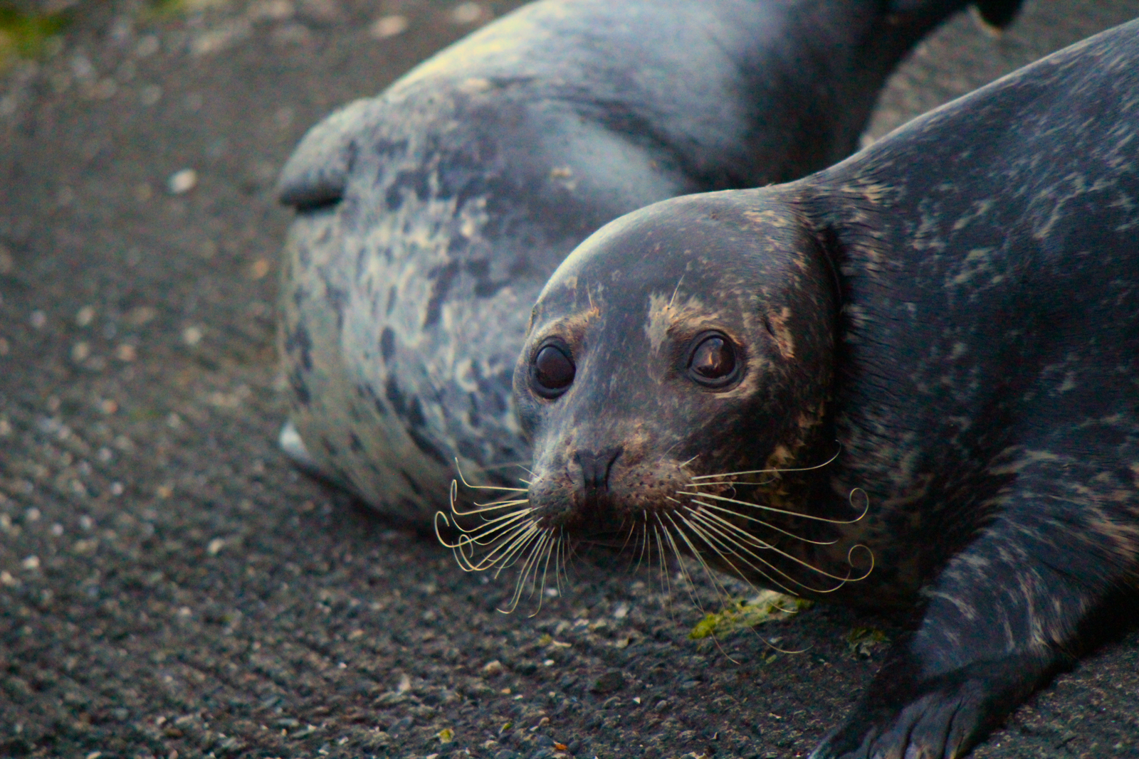 SEAL